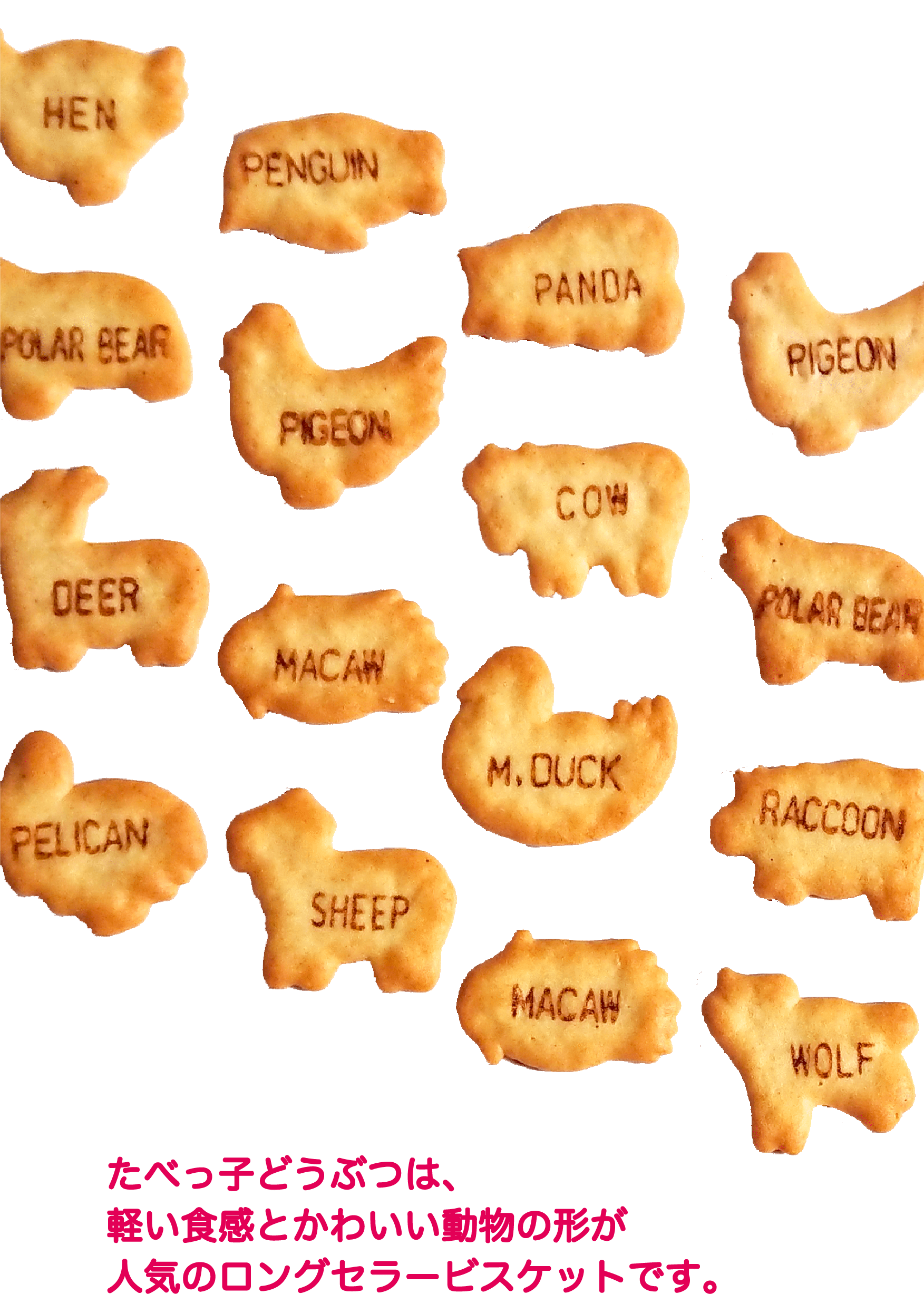 ビスケット一覧